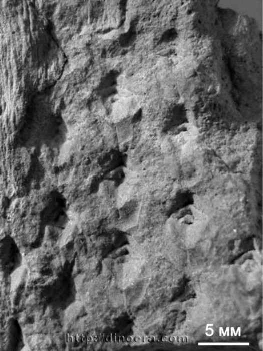 Gobiodendron tsochituinicum