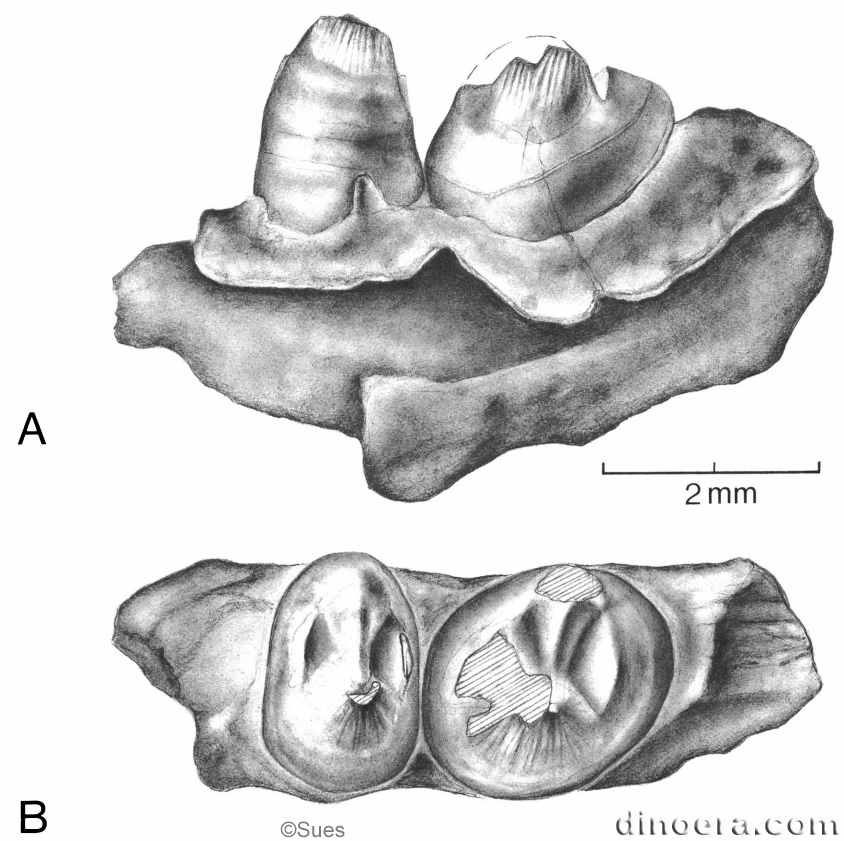 Gomphiosauridion baileyae