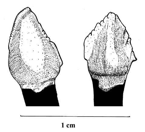 Gongbusaurus shiyi 01 cc