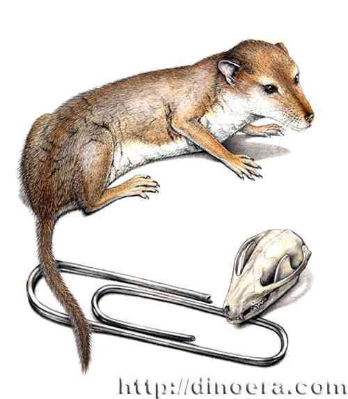 Hadrocodium wui