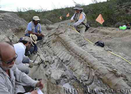 Hadrosaur tail