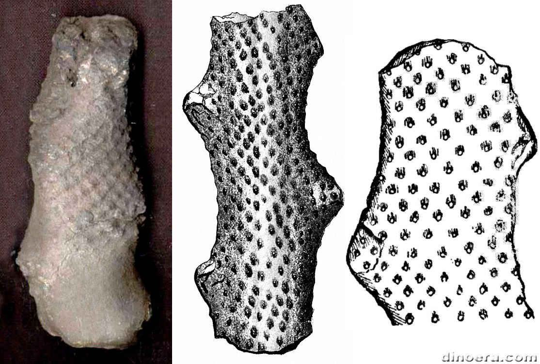 Halonia flexuosa 01-02-03 cc