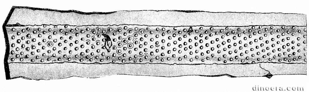 Halonia pulchella 01 cc
