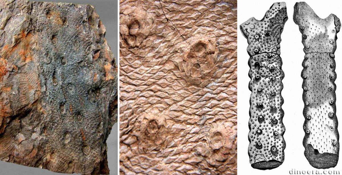 Halonia tortuosa 01-02-03 cc