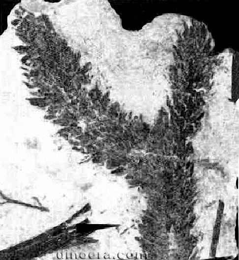 Hefengistrobus bifurcus 02 cc