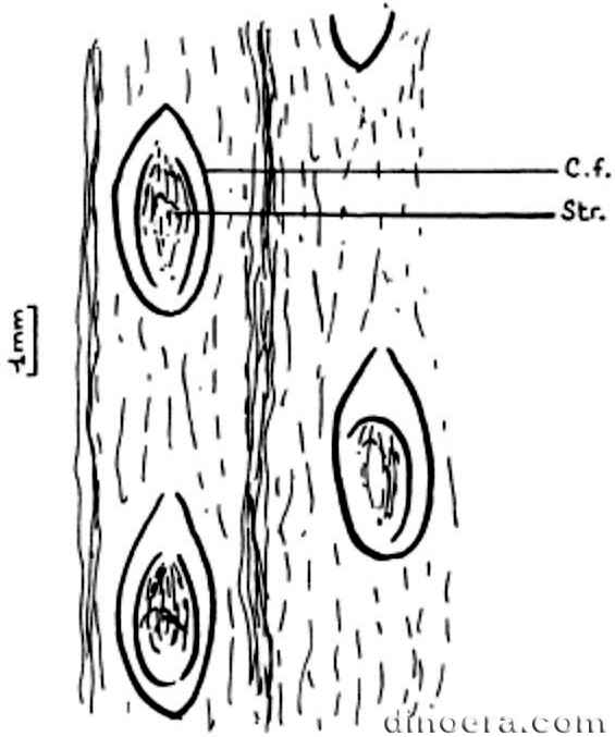 Heleniella amphidoxodendroides 01 cc