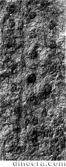 Heleniella costulata 01 head cc