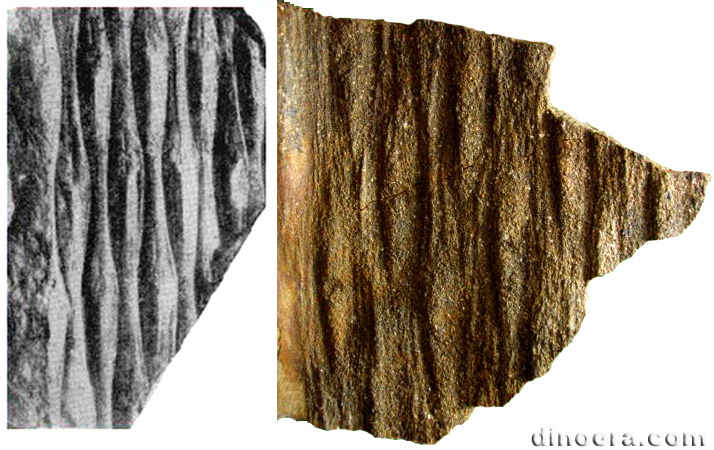 Heleniella tschirkovaeana 01 cc