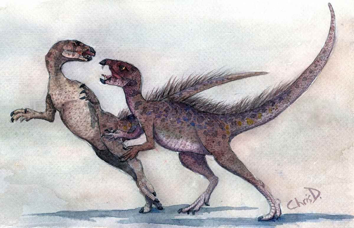 Heterodontosaurus tucki 04 by Christopher DiPiazza cc