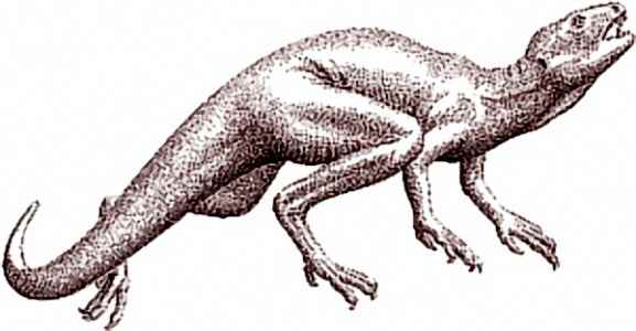 Heterodontosaurus tucki 06 cc