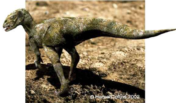 Heterodontosaurus tucki 11 cc
