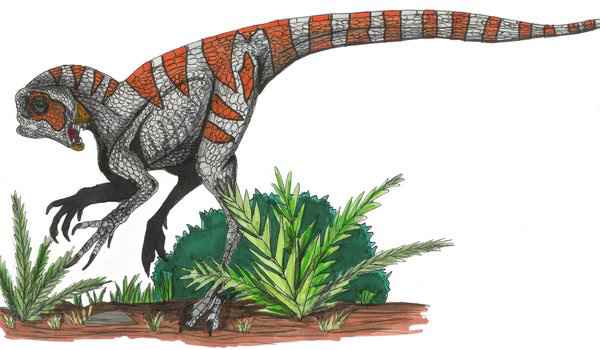 Heterodontosaurus tucki 12 cc