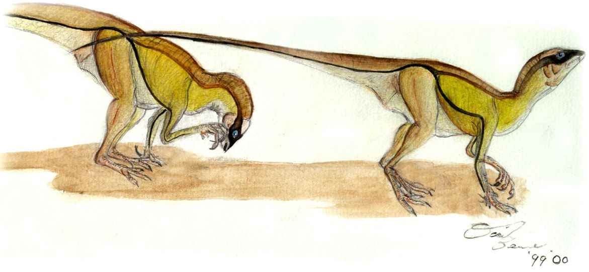 Heterodontosaurus tucki 16 cc