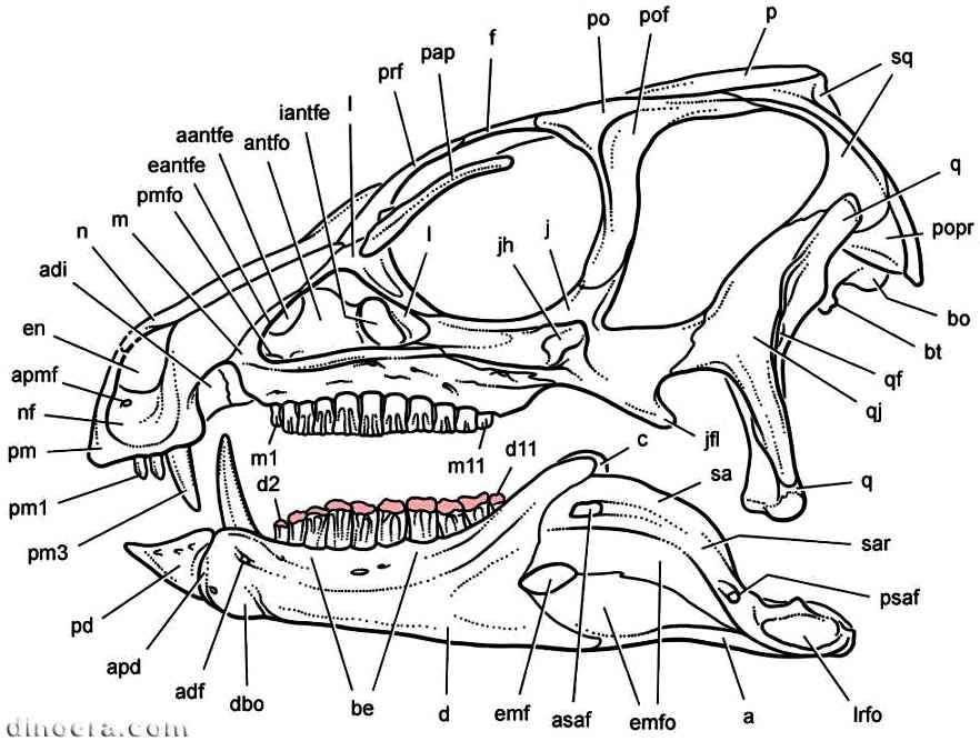 Heterodontosaurus tucki 32 cc