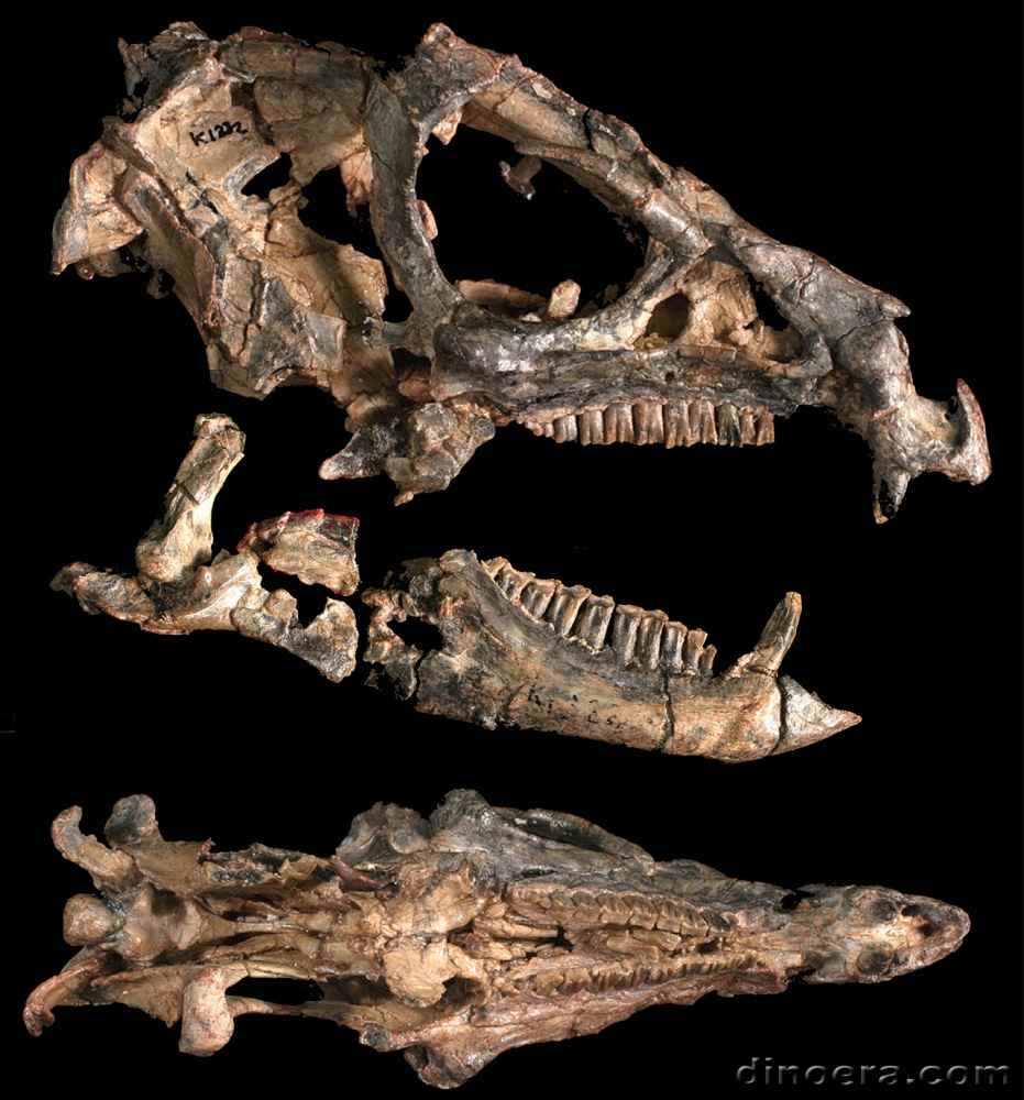 Heterodontosaurus tucki 37 cc