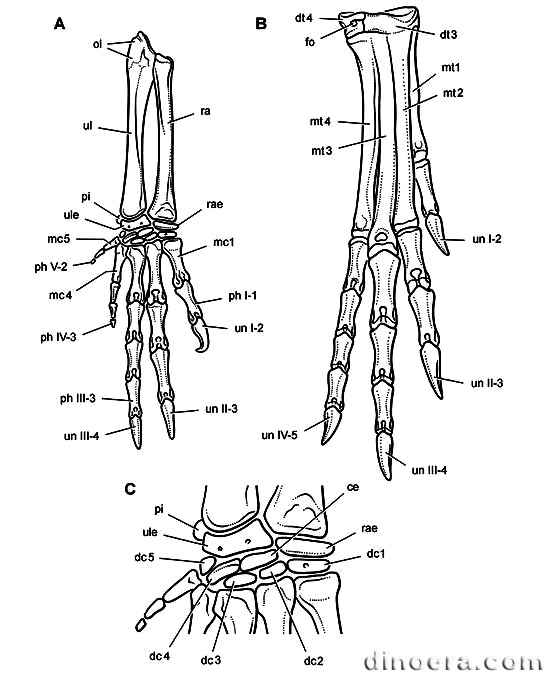 Heterodontosaurus tucki 45a cc