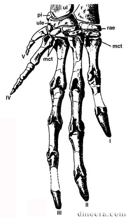 Heterodontosaurus tucki 47 cc