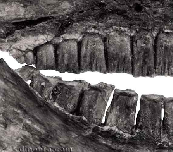 Heterodontosaurus tucki 56-1 cc