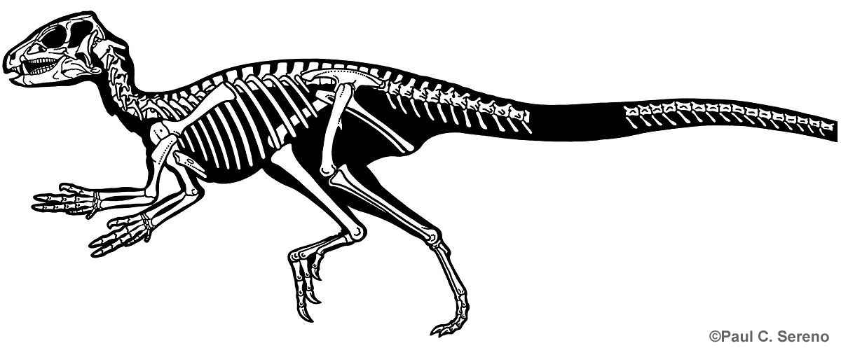 Heterodontosaurus tucki 68 by Paul C. Sereno cc