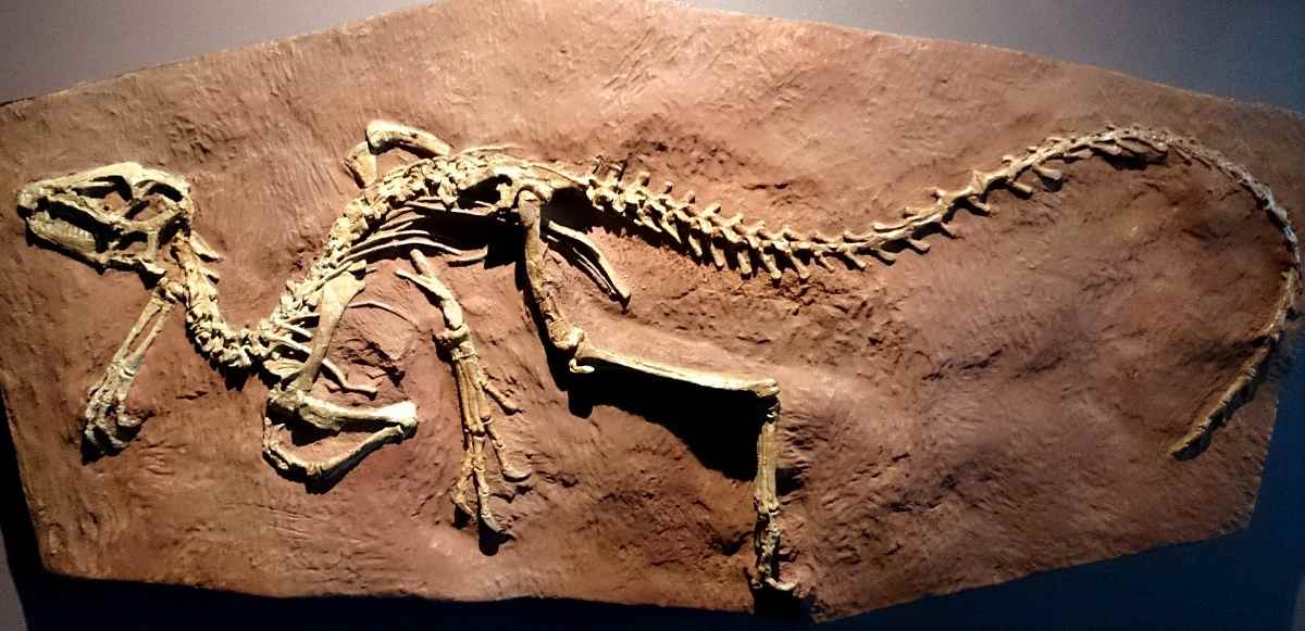 Heterodontosaurus tucki 70 cc