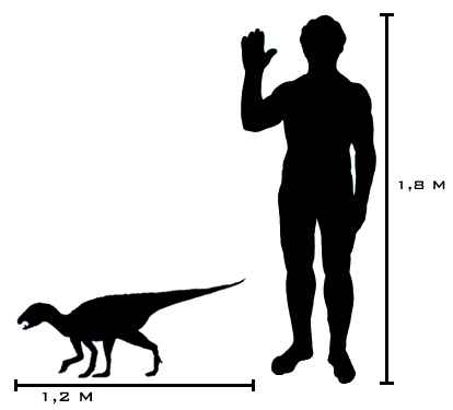 Heterodontosaurus tucki 80 size_comparison cc