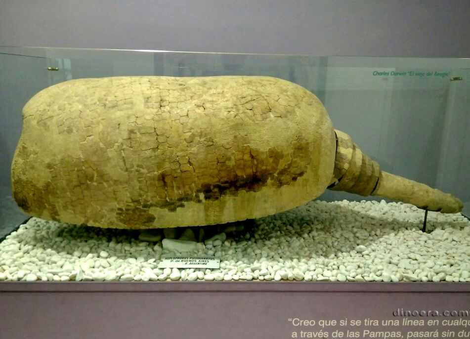 Hoplophorus pseudornatus