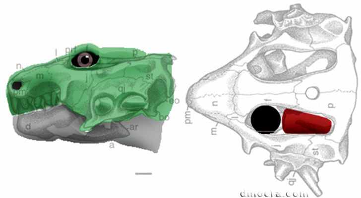 Hypsognathus fenneri Hypsognathus fenneri