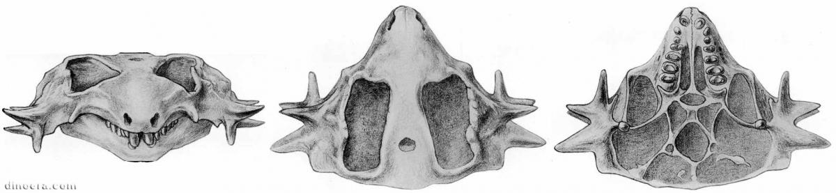 Hypsognathus fenneri Hypsognathus fenneri