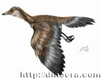 Iberomesornis