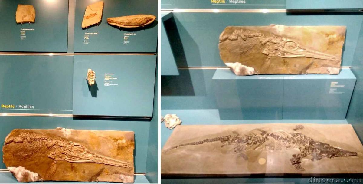 Ichthyosaurus