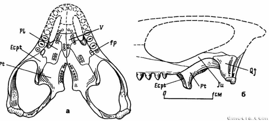 Insulophon morachovskayae