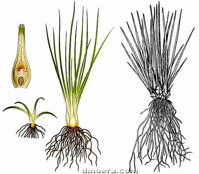 Isoetaceae Isoetaceae 07-12 cc
