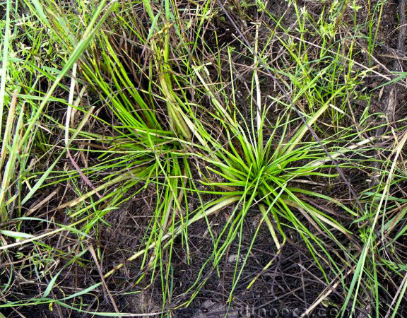 Isoetes coromandelina 03