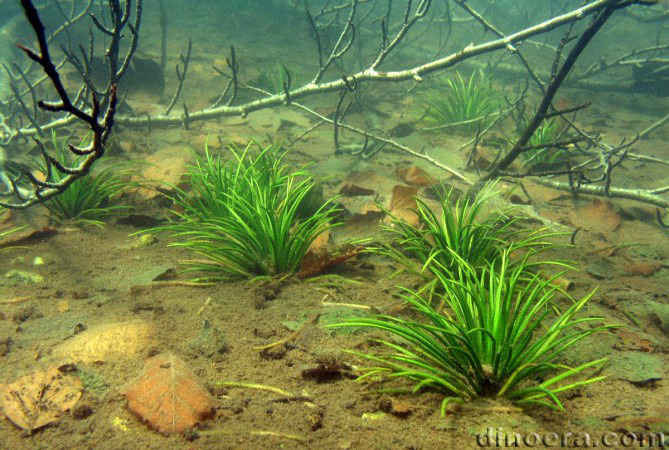 Isoetes lacustris 01 cc