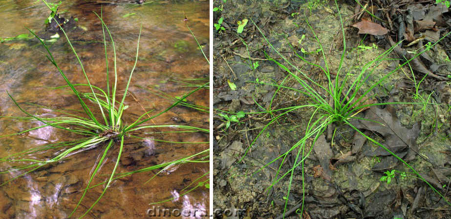 Isoetes valida 02-04 cc
