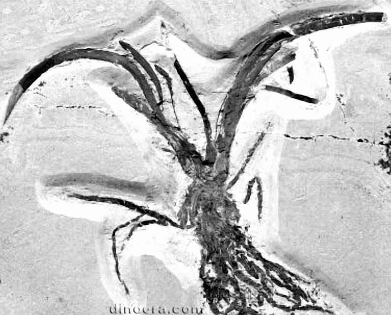 Isoetites 02 cc