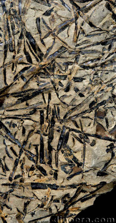 Isoetites abundans 02 cc