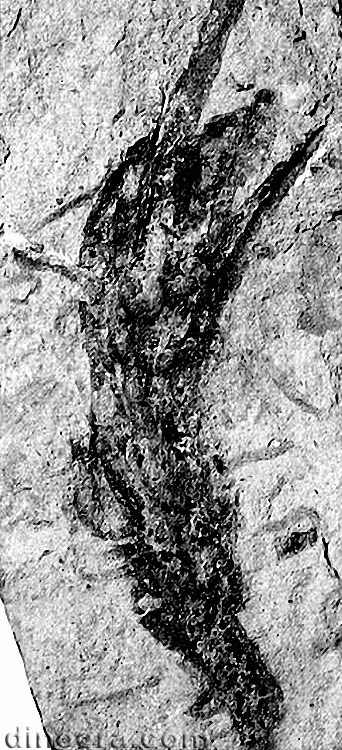 Isoetites abundans 03 cc