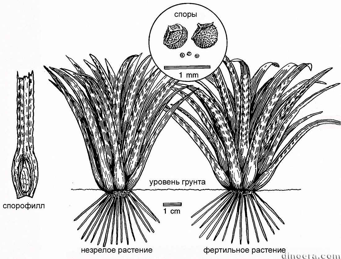 Isoetites beestonii Isoetites beestonii 01-03 cc