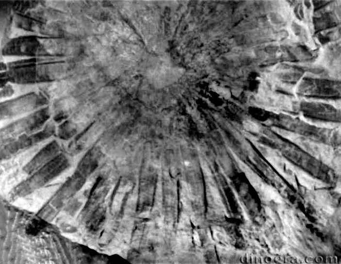 Isoetites beestonii 05 cc