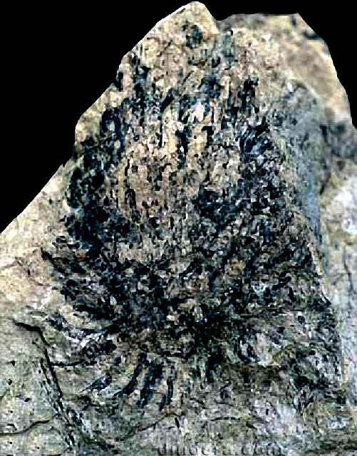 Isoetites brandneri 03 cc