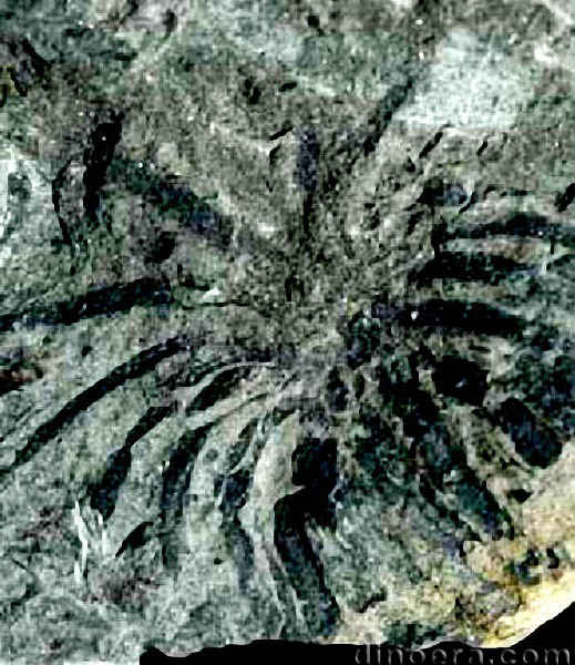 Isoetites brandneri 07 cc