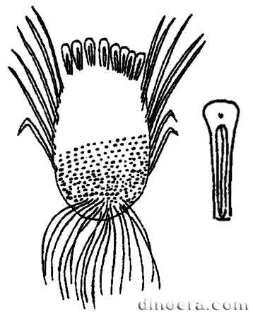 Isoetites daharensis Isoetites daharensis 01-02 cc