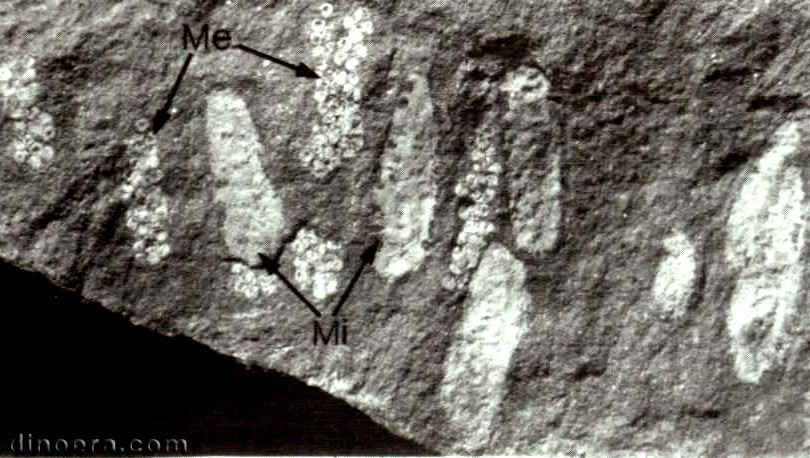 Isoetites elegans Isoetites elegans 01 cc