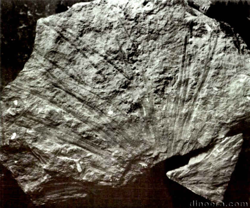 Isoetites elegans 02 cc