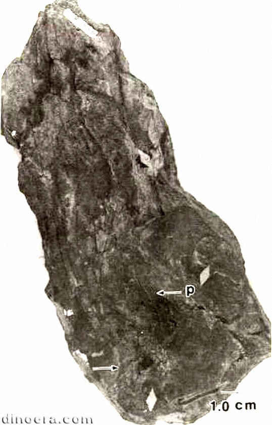 Isoetites gramineoides 02 cc