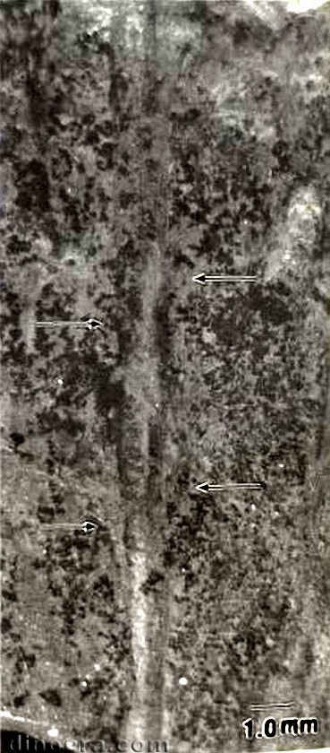 Isoetites gramineoides 03 cc