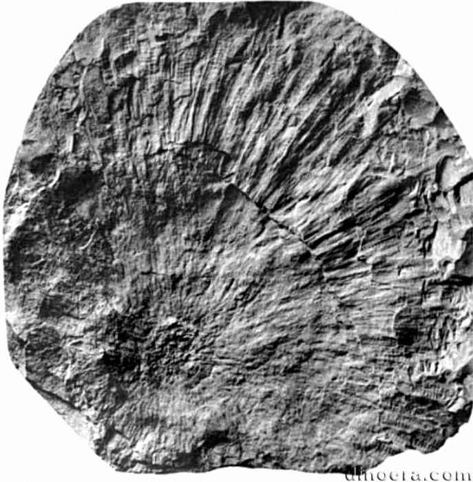Isoetites horridus 01 cc