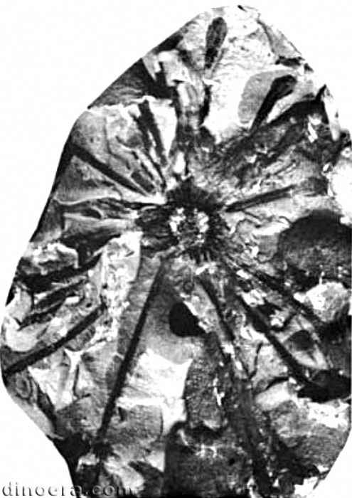 Isoetites horridus 02 cc