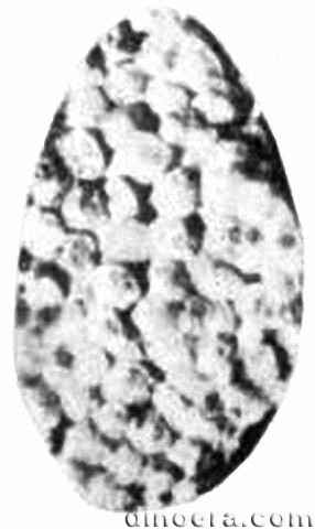 Isoetites indicus 02 cc